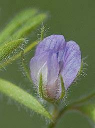 Lens nigricans flower