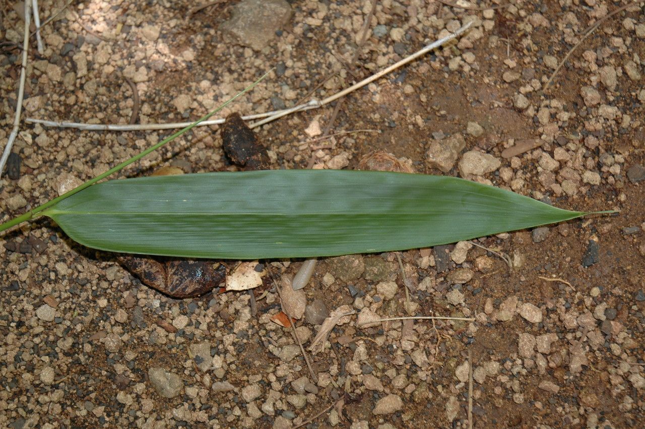 Schizostachyum glaucifolium leaf