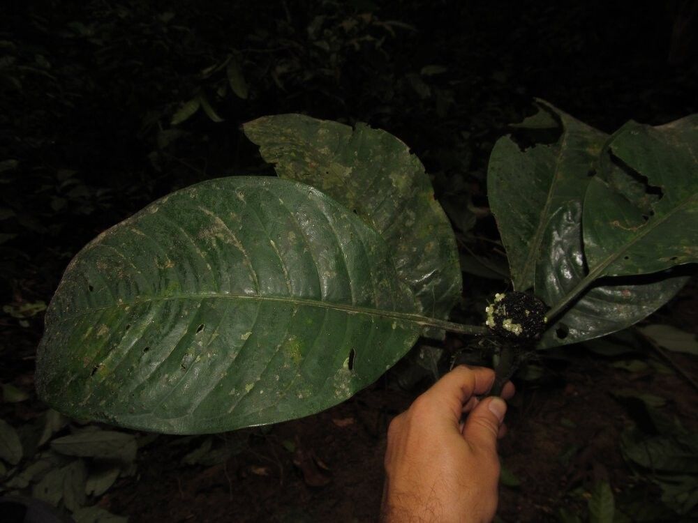 Psychotria crassicalyx — houseplant care guide