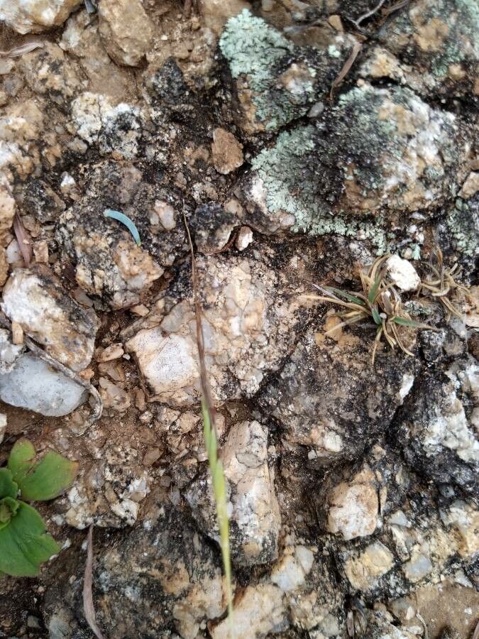 Heteropogon contortus flower