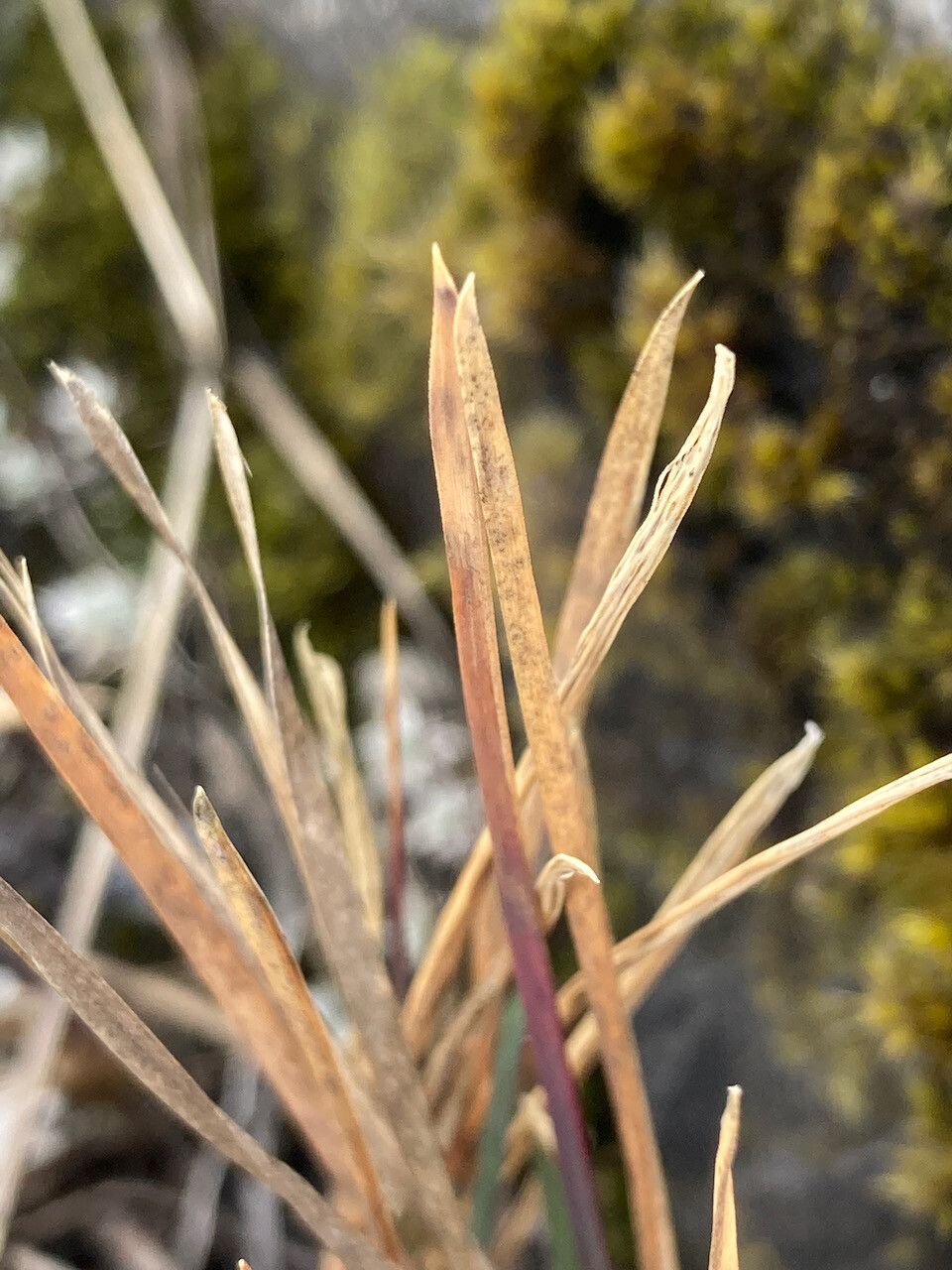 Poa cucullata — search result for 'Poa'