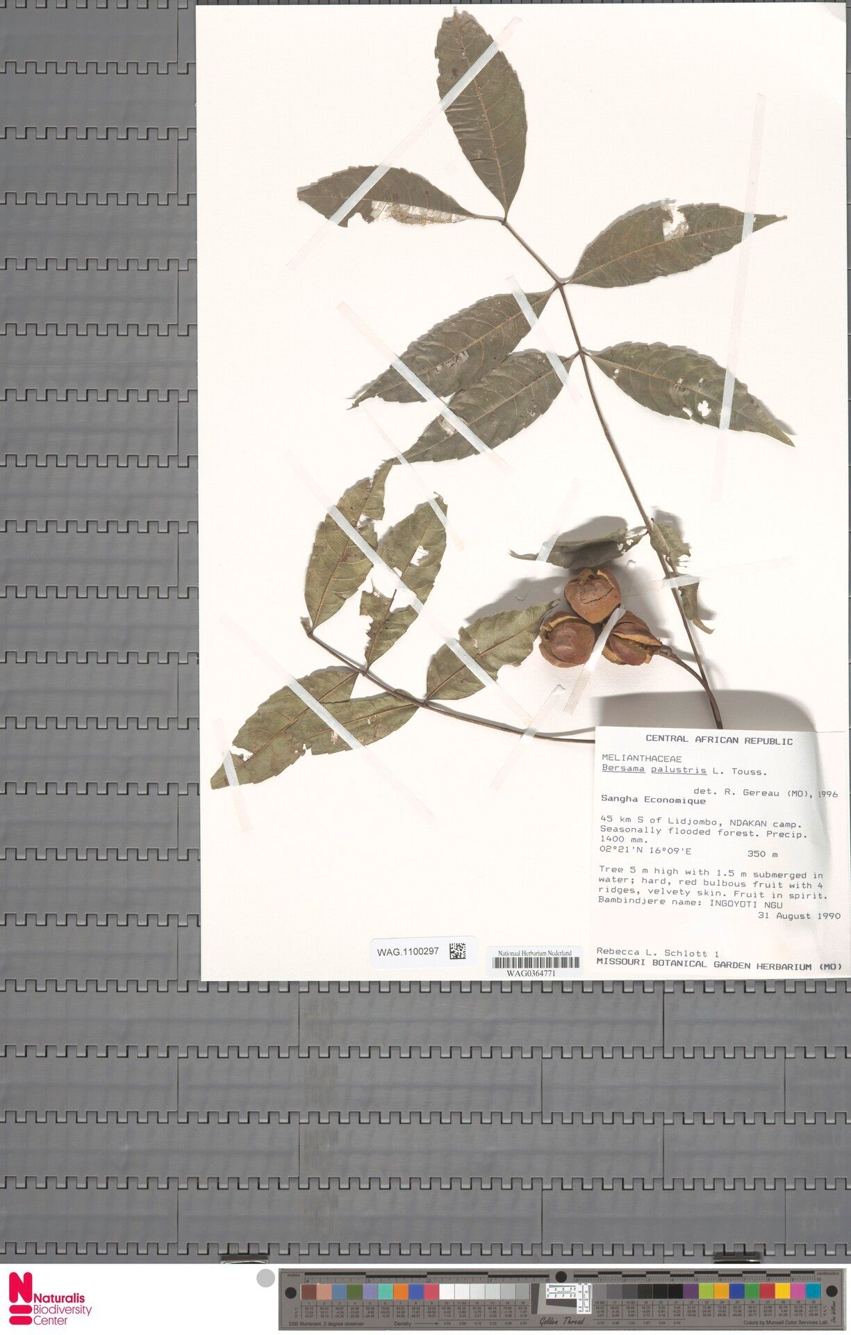 Bersama palustris — related species from the same genus