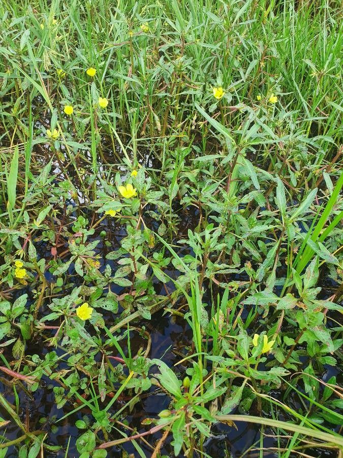 Ludwigia adscendens habit