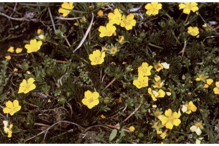 Potentilla plattensis — search result for 'Potentilla'
