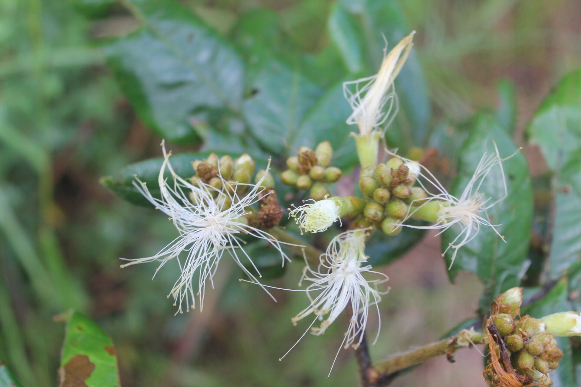 Inga herrerae fruit