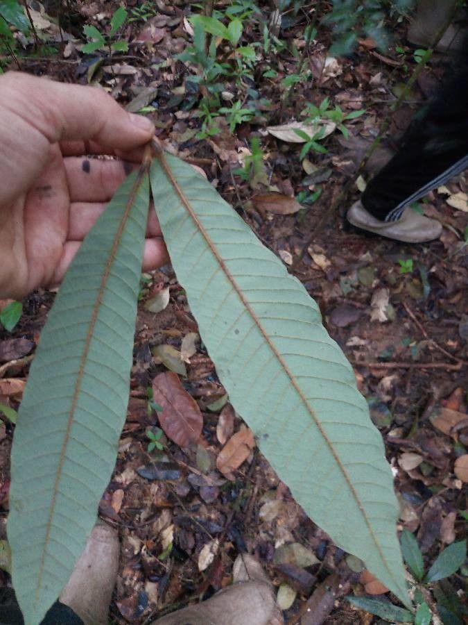 Virola multicostata — houseplant care guide