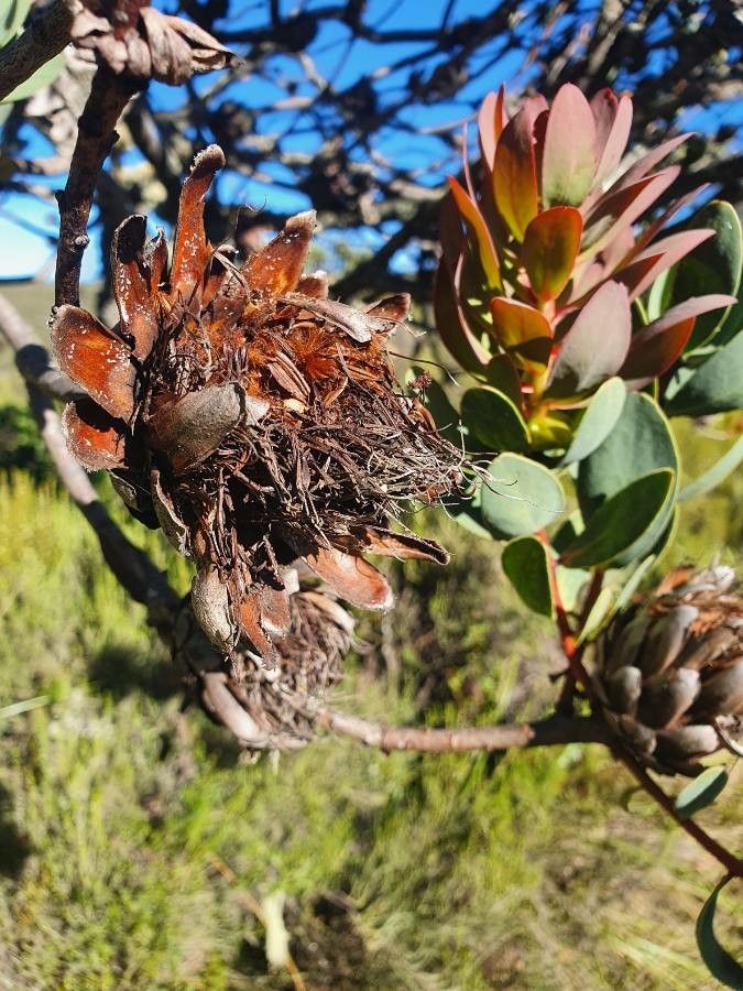 Protea caffra fruit