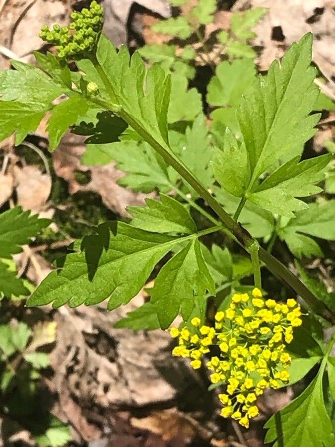 Thaspium barbinode flower