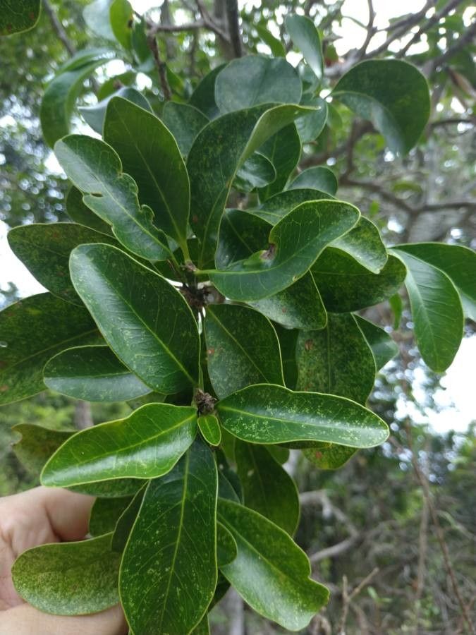 Fontainea pancheri — houseplant care guide