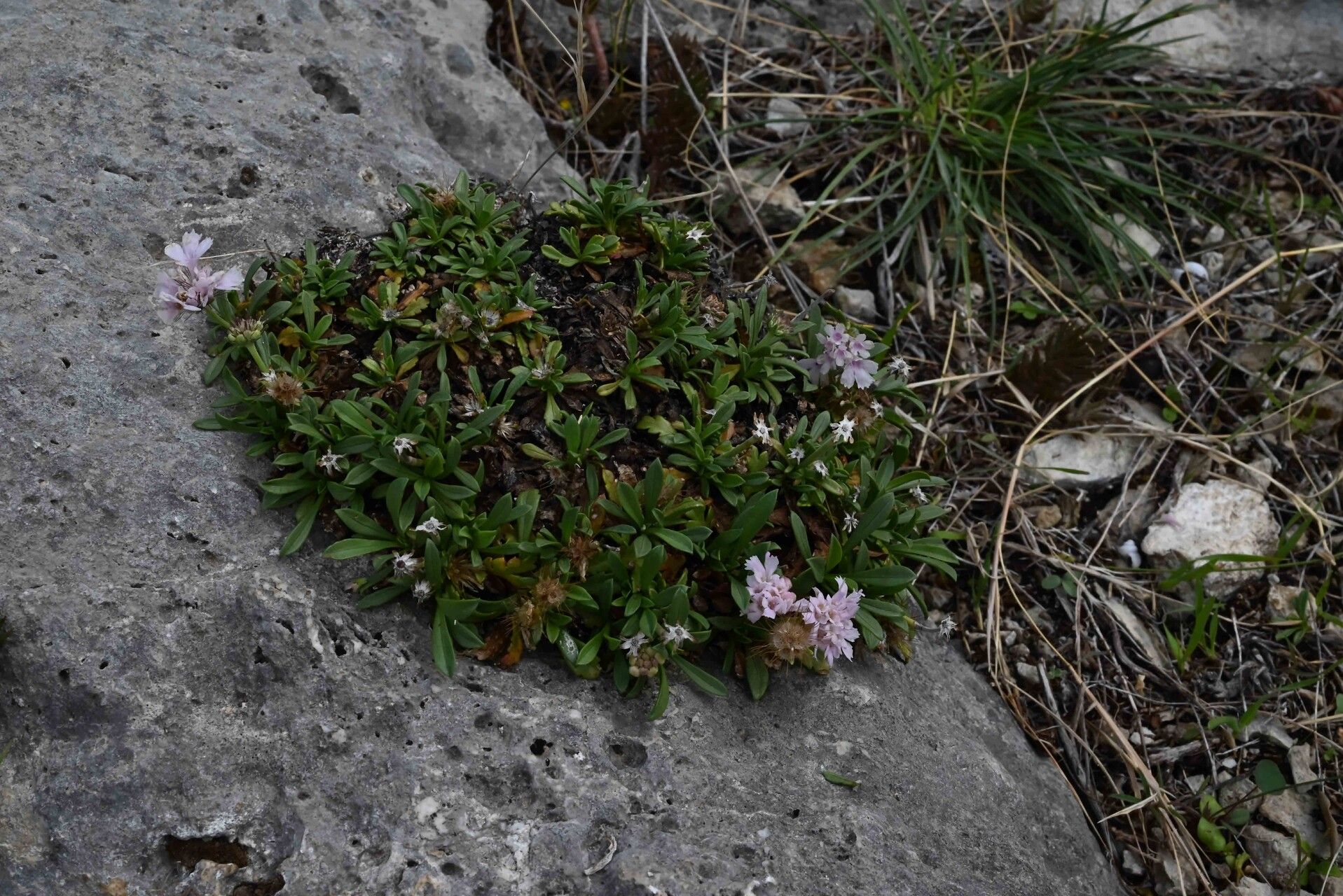 Lomelosia crenata habit