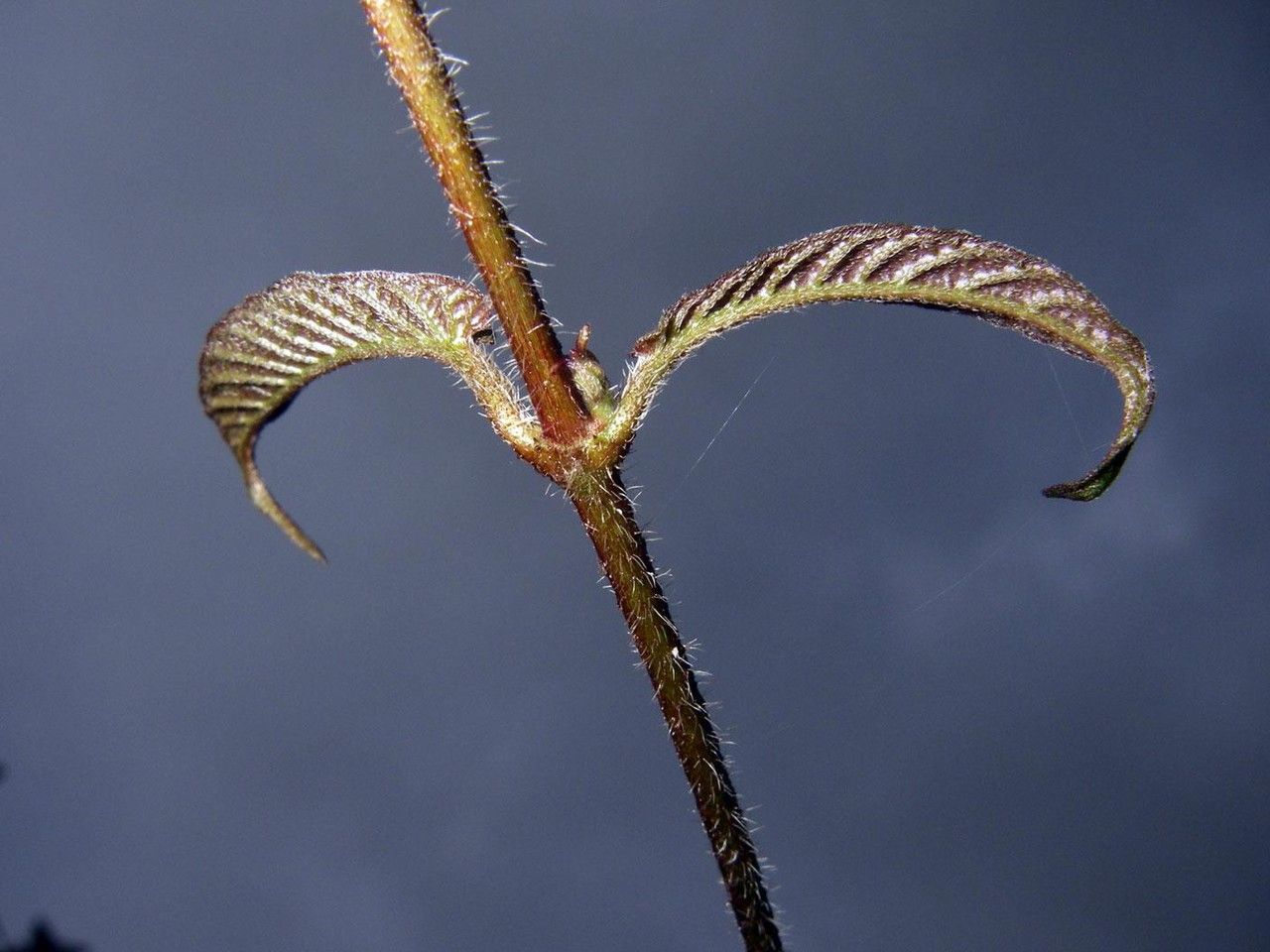 Mandevilla villosa other