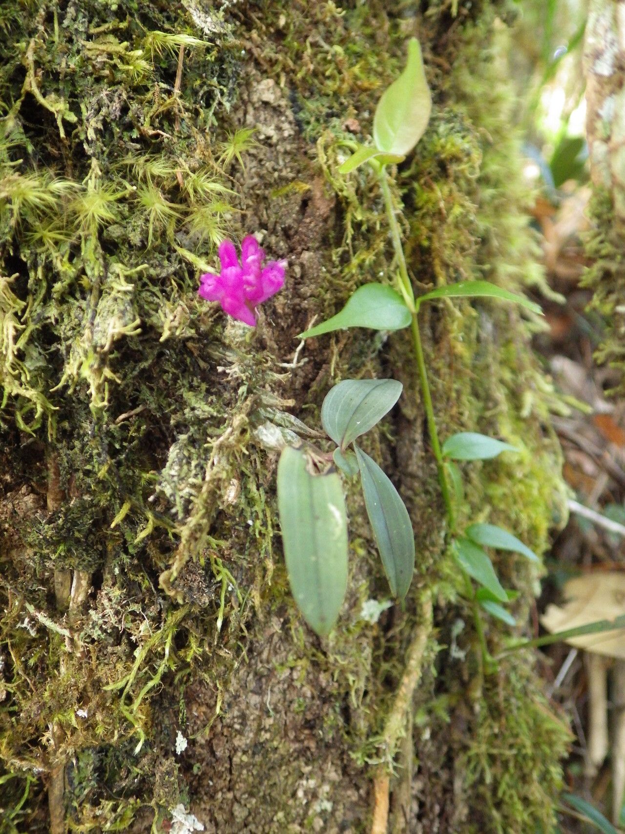 Dendrobium centrosepalum habit