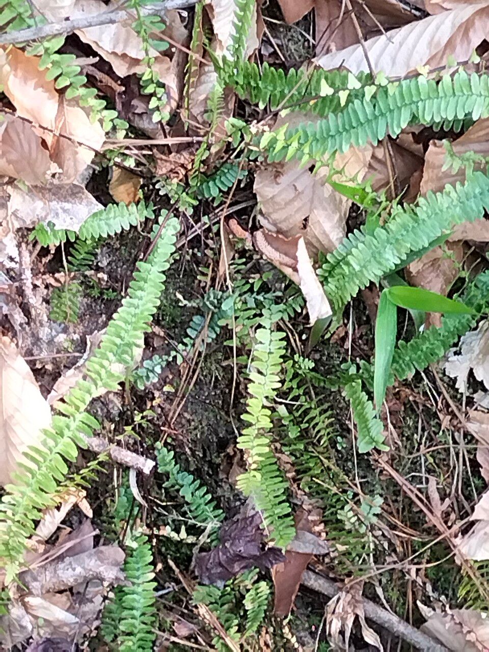 Asplenium platyneuron habit