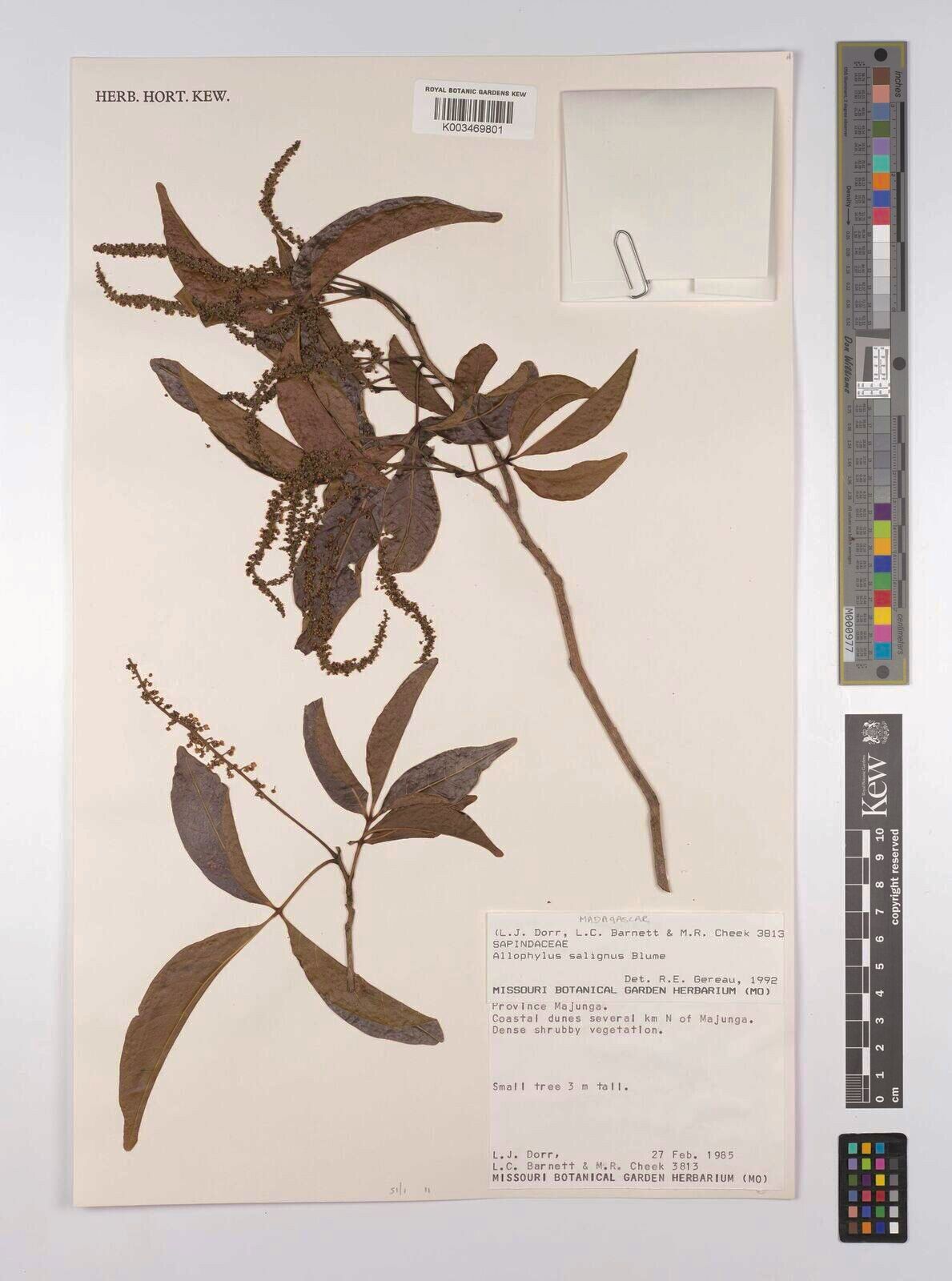 Allophylus salignus — houseplant care guide