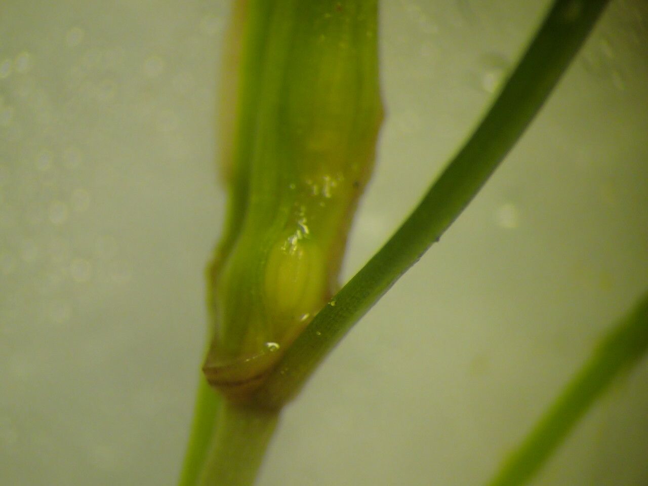 Zannichellia palustris flower