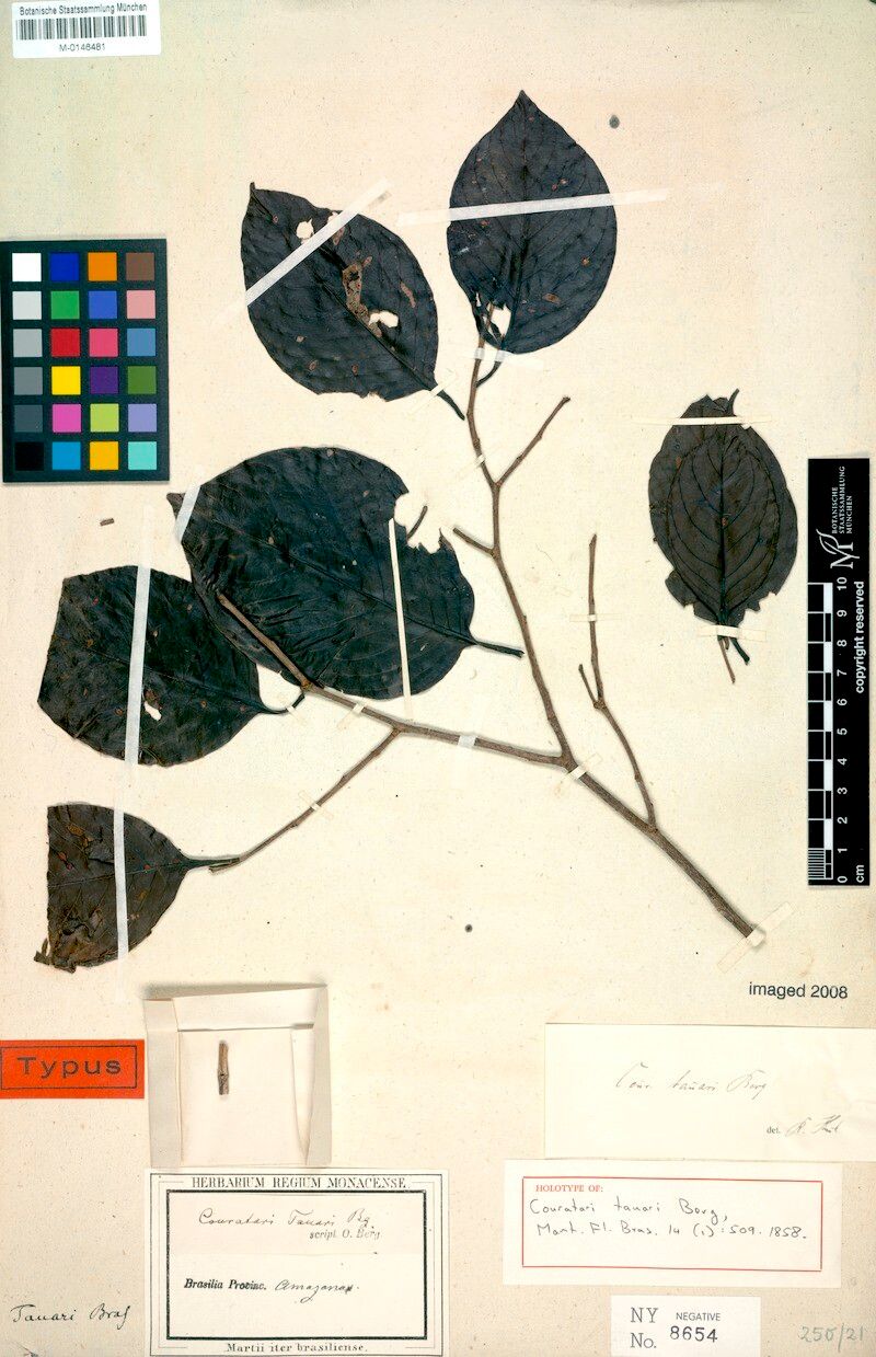 Couratari tauari — houseplant care guide