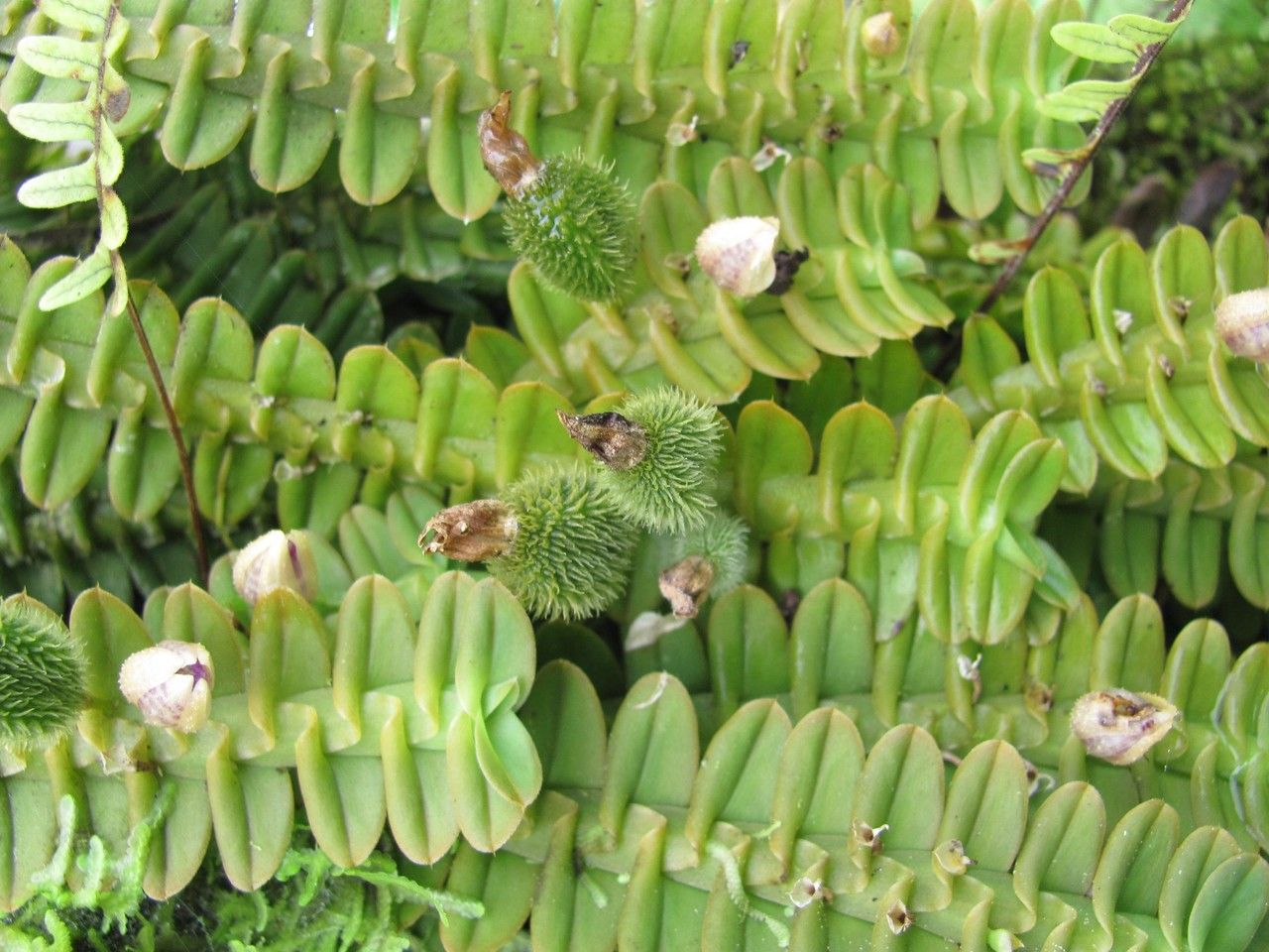 Dichaea cryptarrhena — houseplant care guide