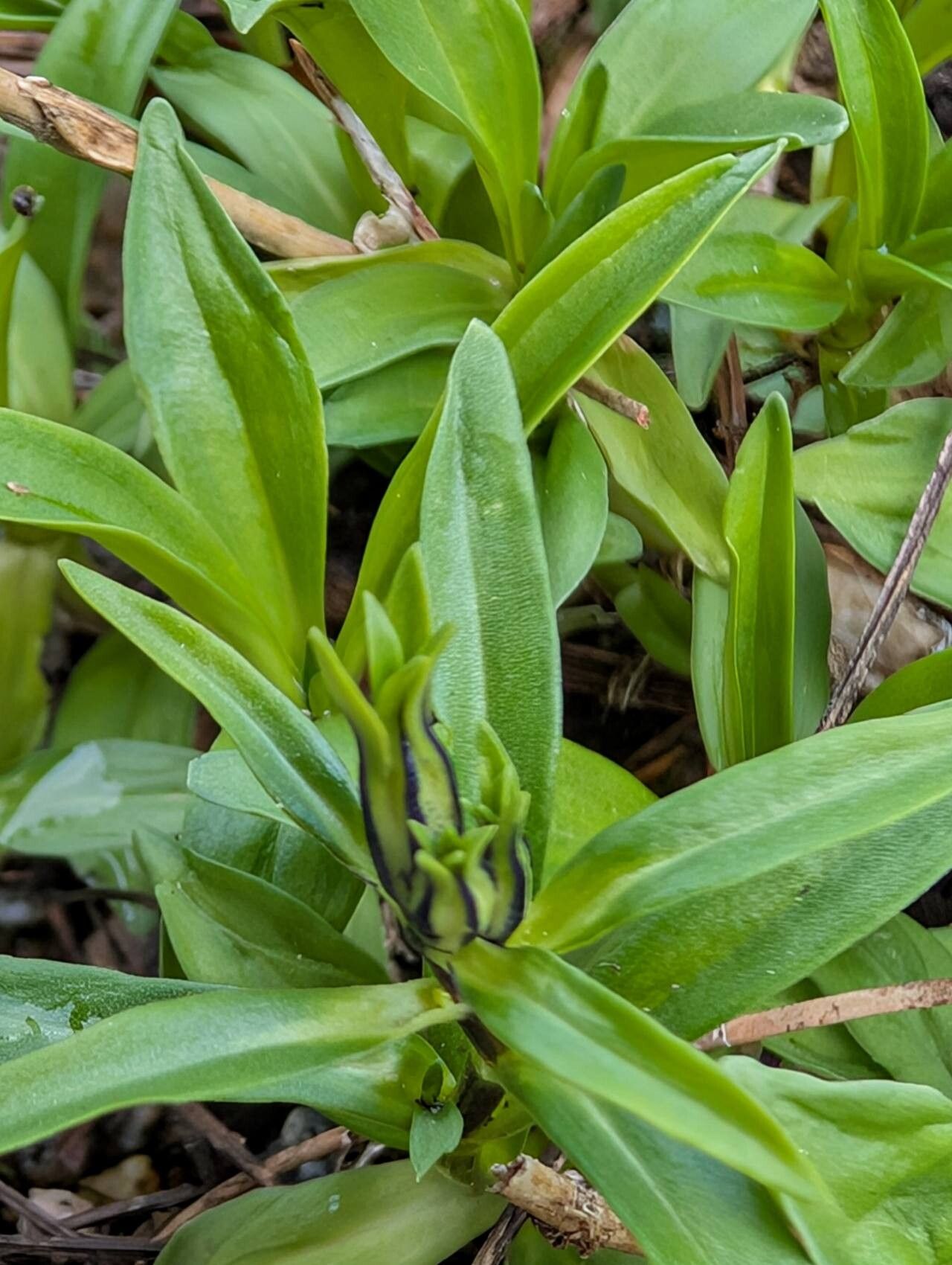 Gentiana trichotoma leaf