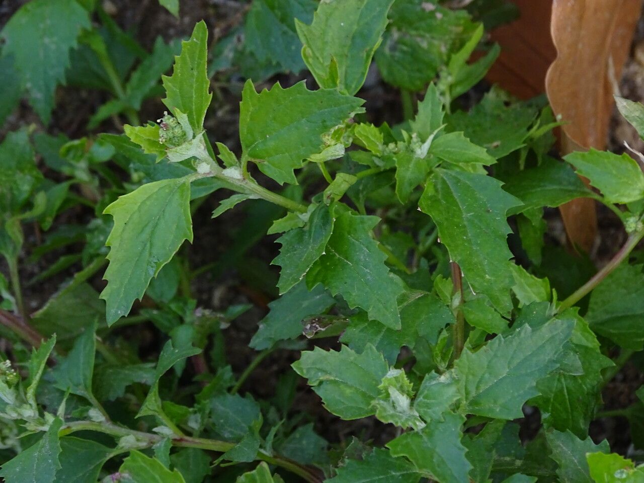 Chenopodiastrum murale habit