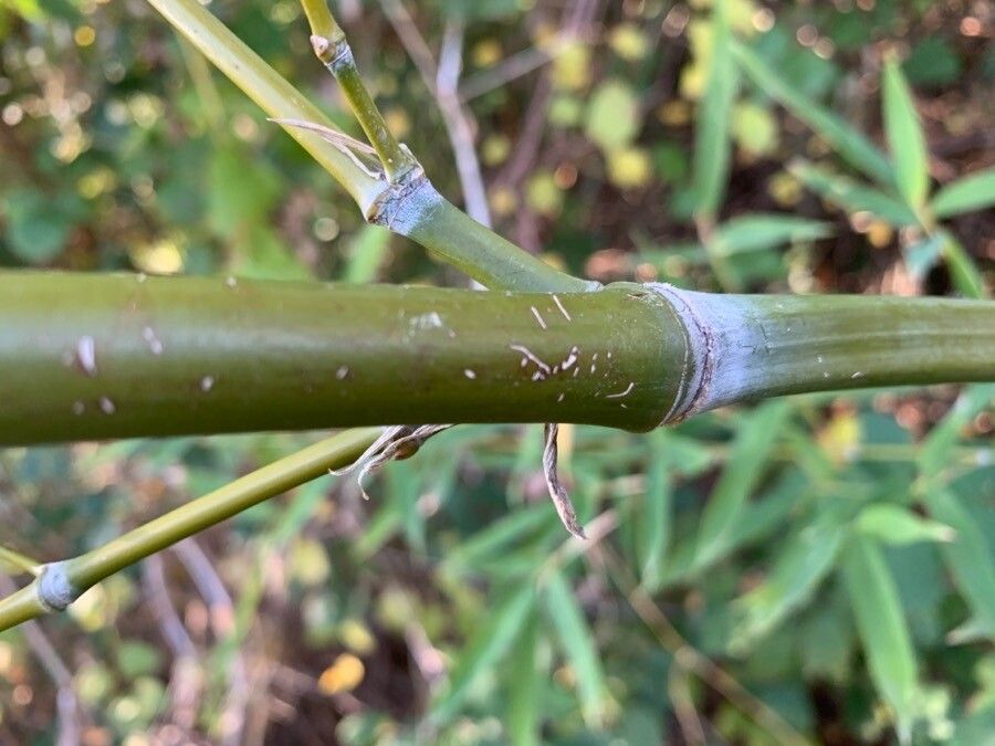 Phyllostachys sulphurea bark
