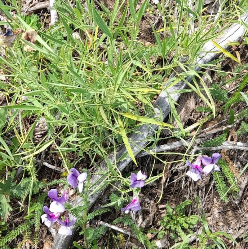 Lathyrus berteroanus habit
