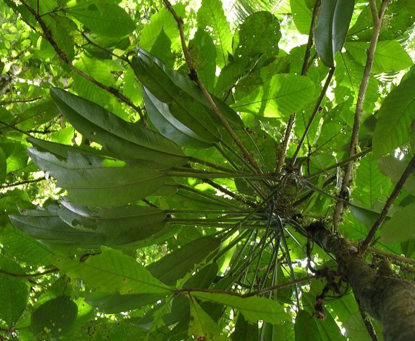 Philodendron ensifolium other