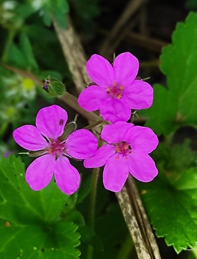 Erodium aethiopicum flower