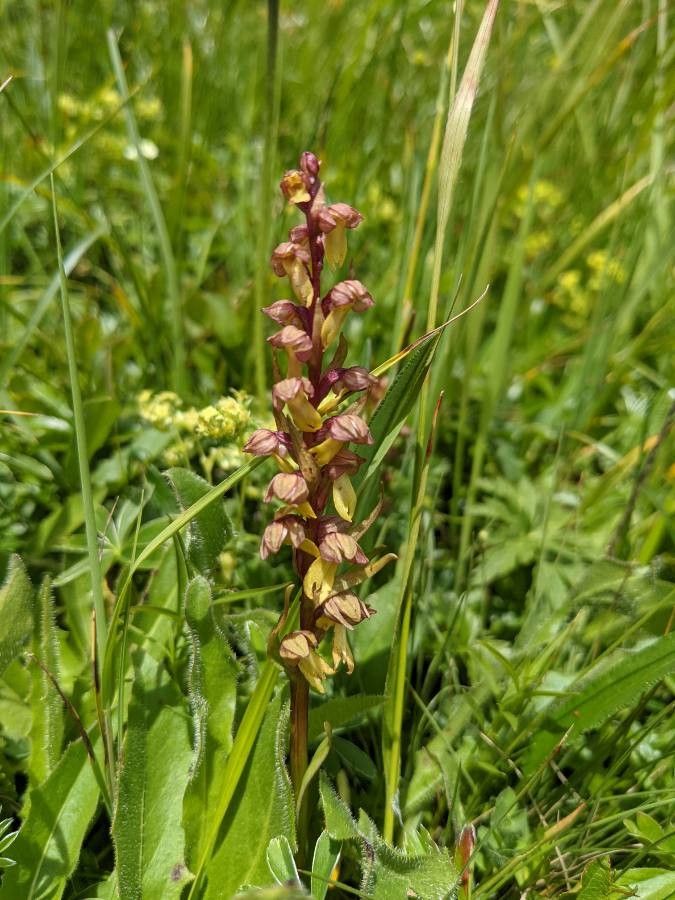 Dactylorhiza viridis flower