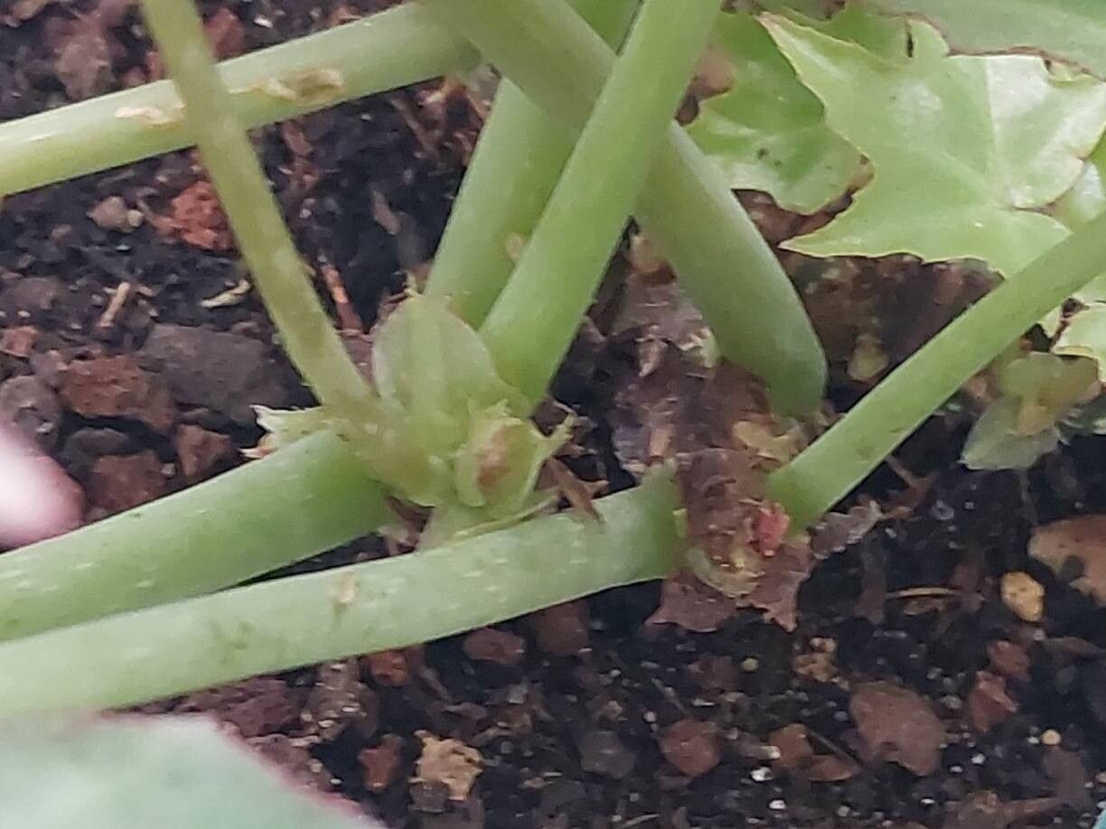 Begonia kenworthyae bark