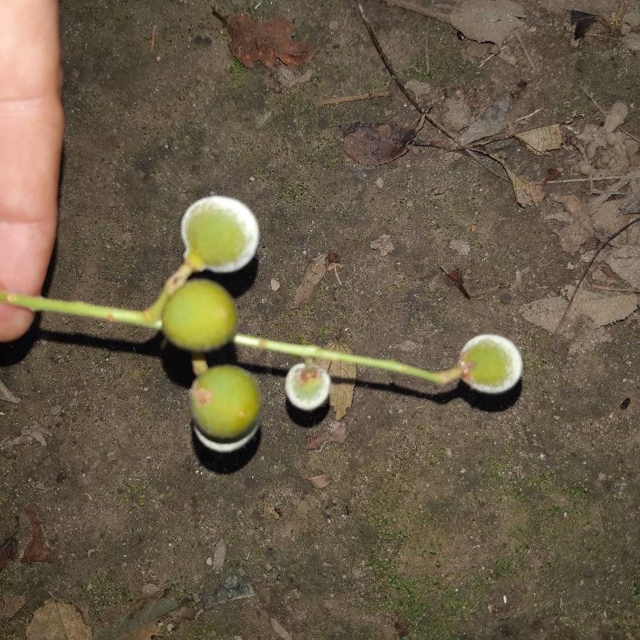 Trichilia americana fruit