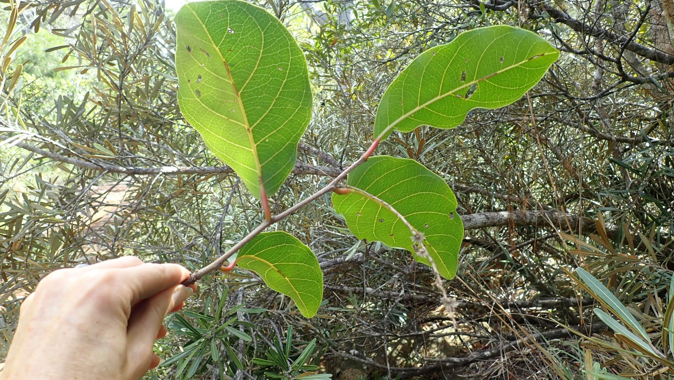 Homalium austrocaledonicum leaf
