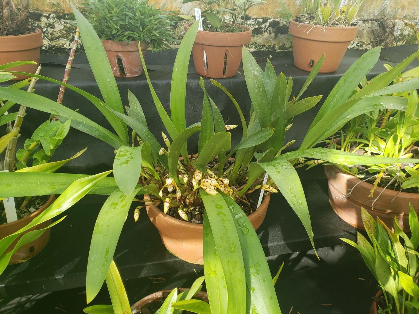 Maxillaria picta habit