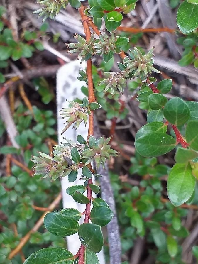 Salix × finnmarchica flower
