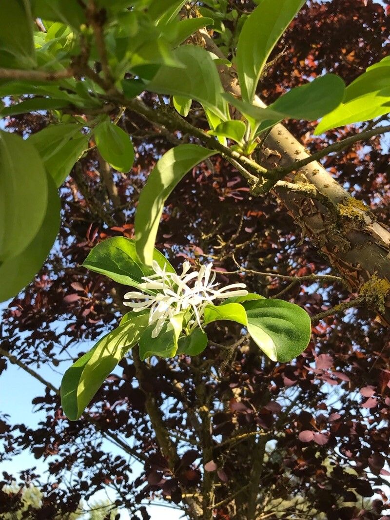 Chionanthus retusus flower