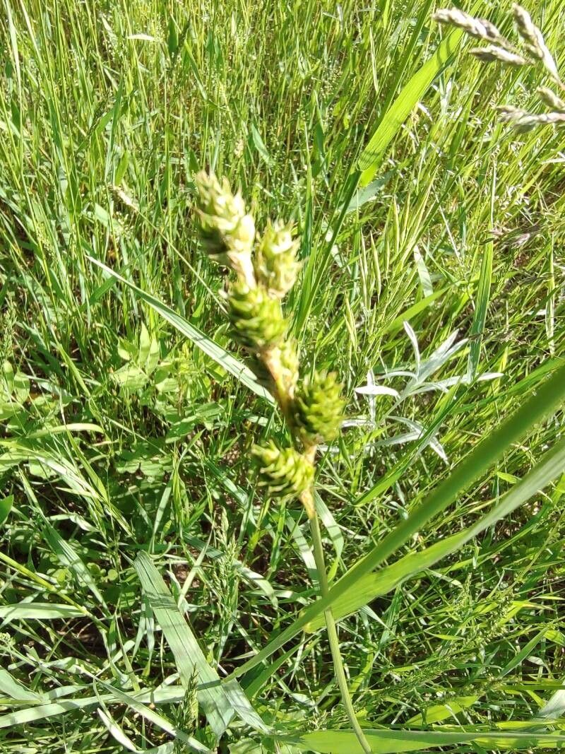 Carex tetrastachya fruit