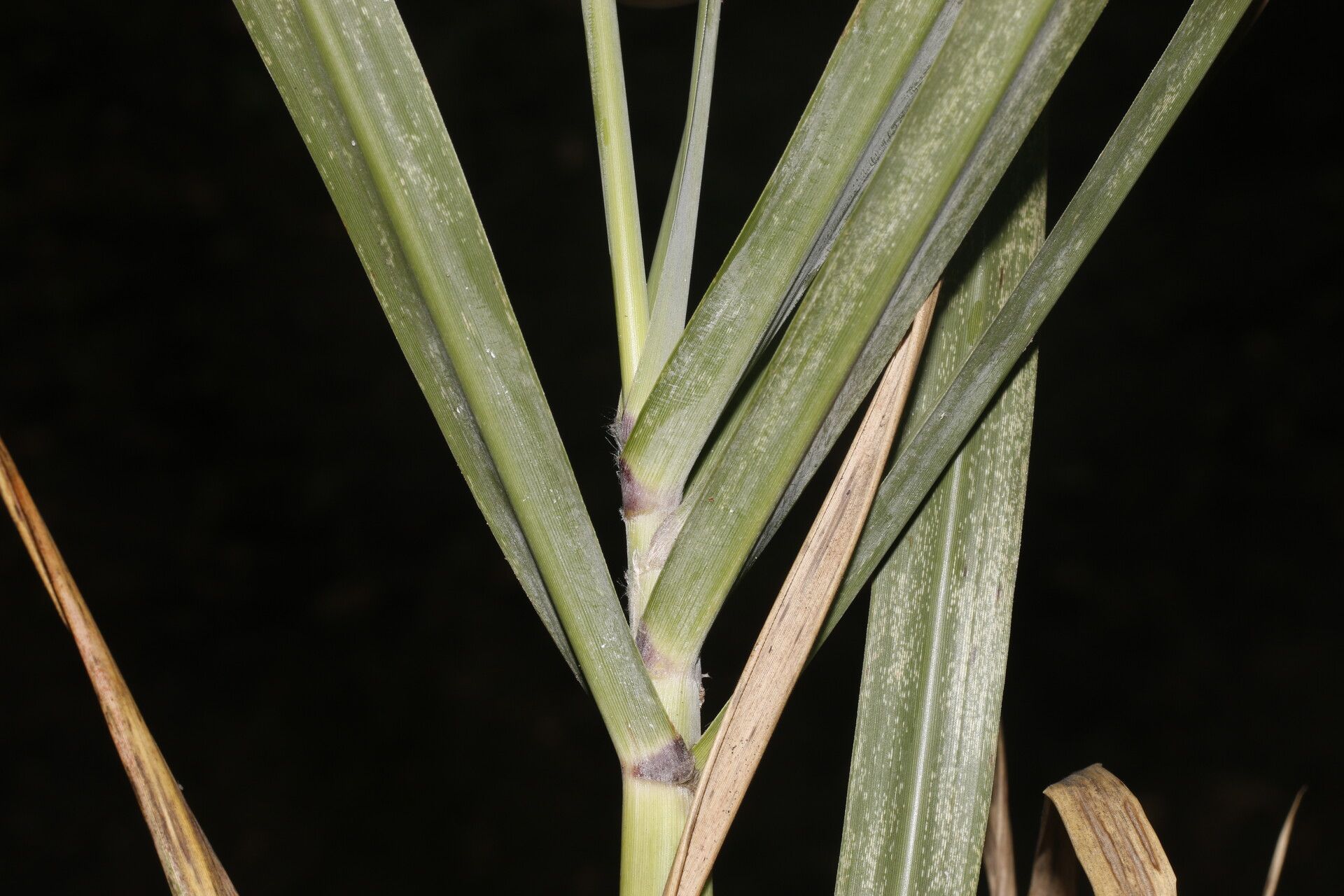 Uniola pittieri bark