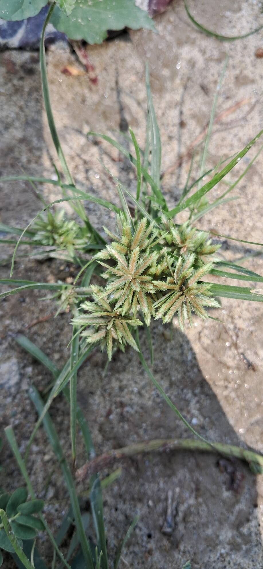 Cyperus pumilus flower
