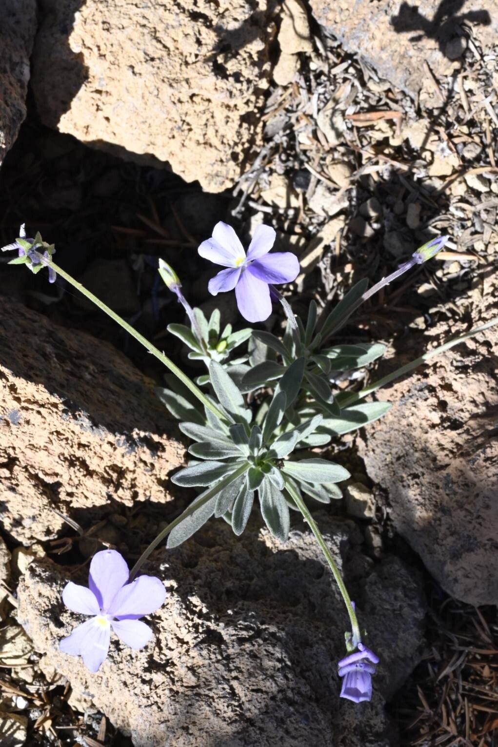 Viola guaxarensis habit