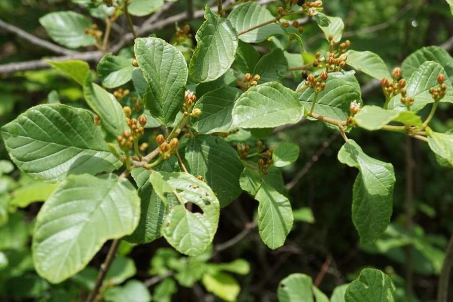 Frangula rupestris — search result for 'Frangula'