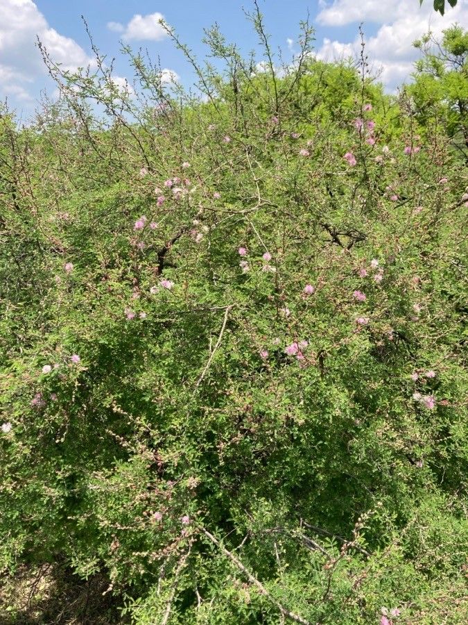 Mimosa monancistra leaf