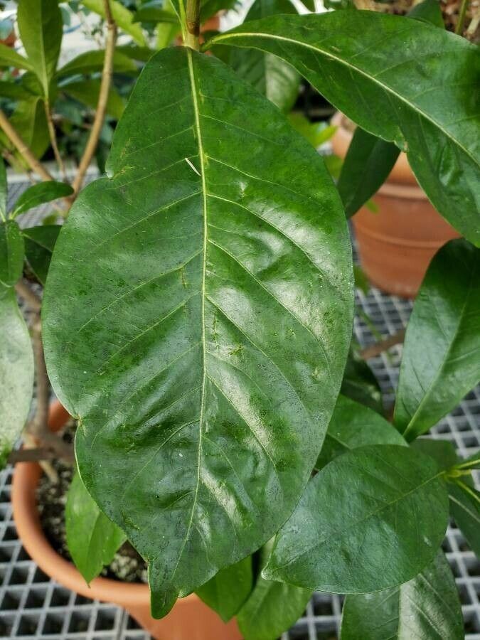 Gardenia augusta leaf