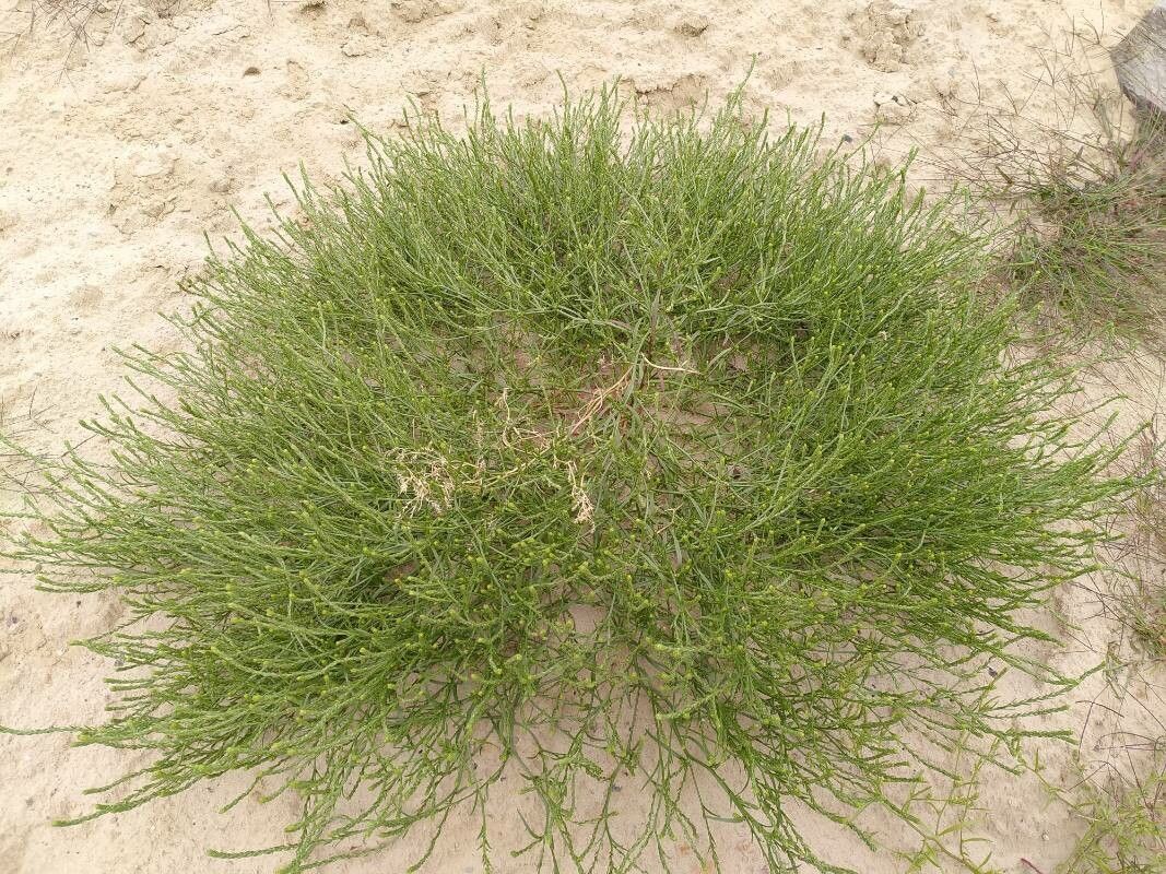 Corispermum intermedium habit