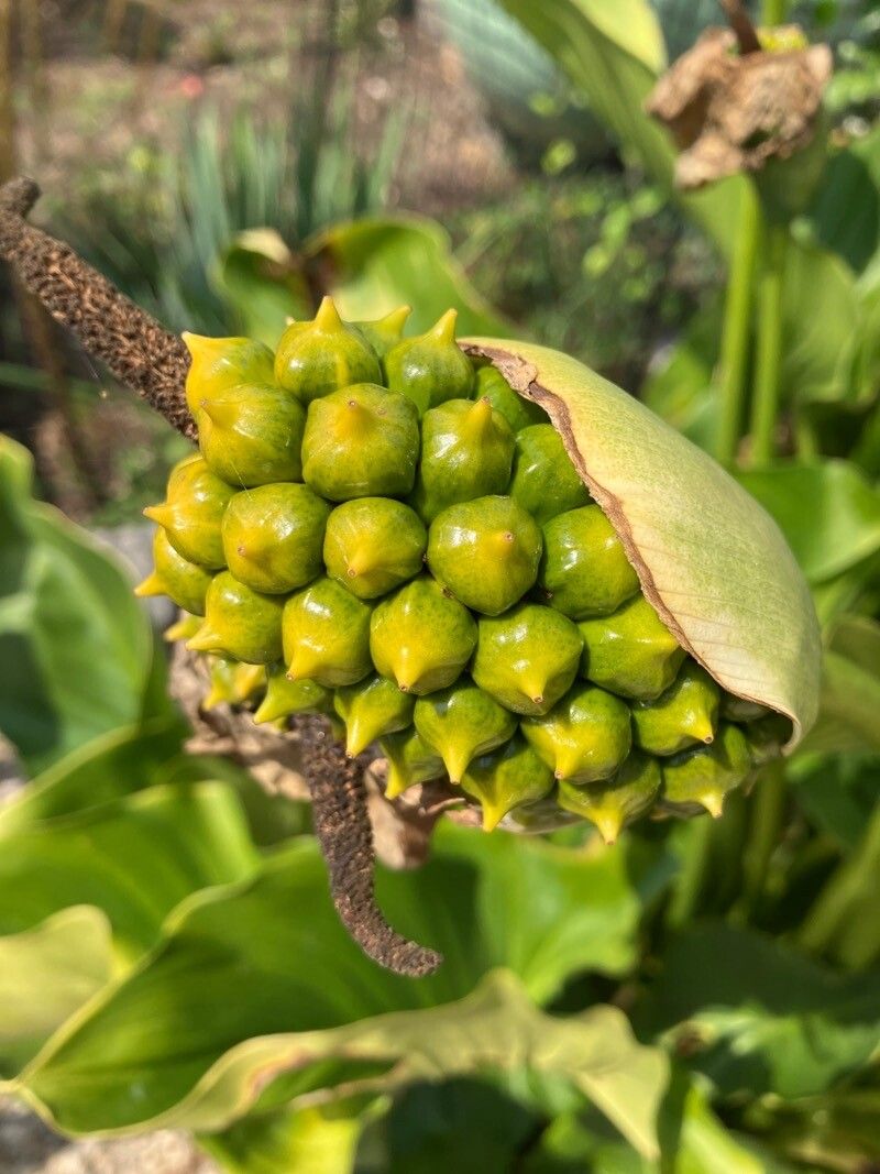Arum pictum fruit