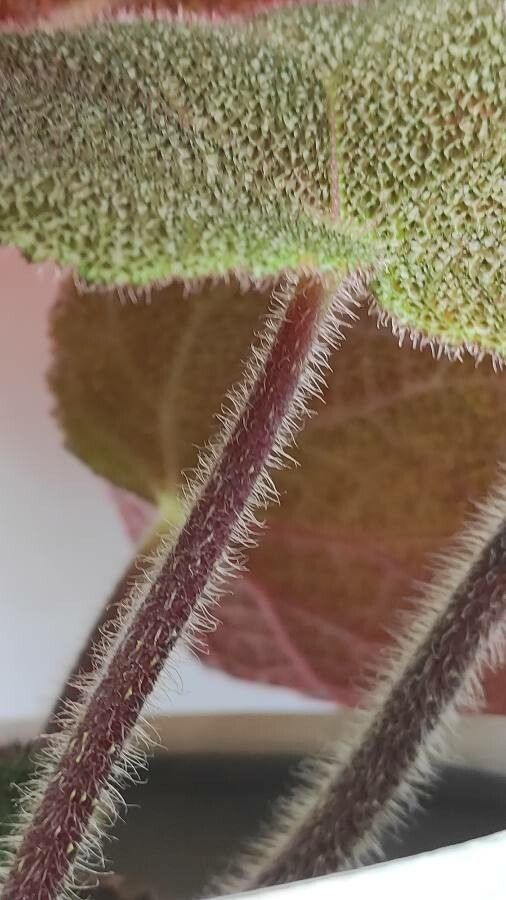 Begonia masoniana bark