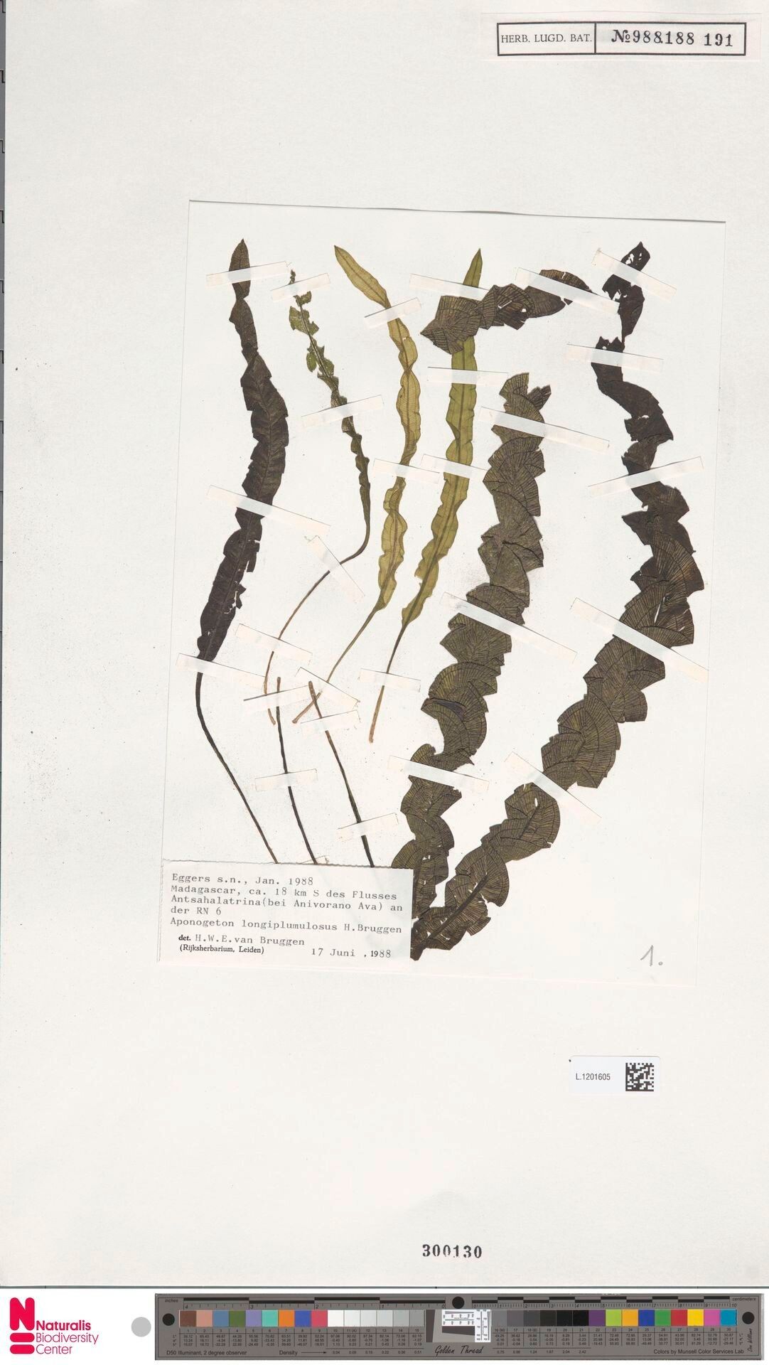 Aponogeton longiplumulosus — houseplant care guide