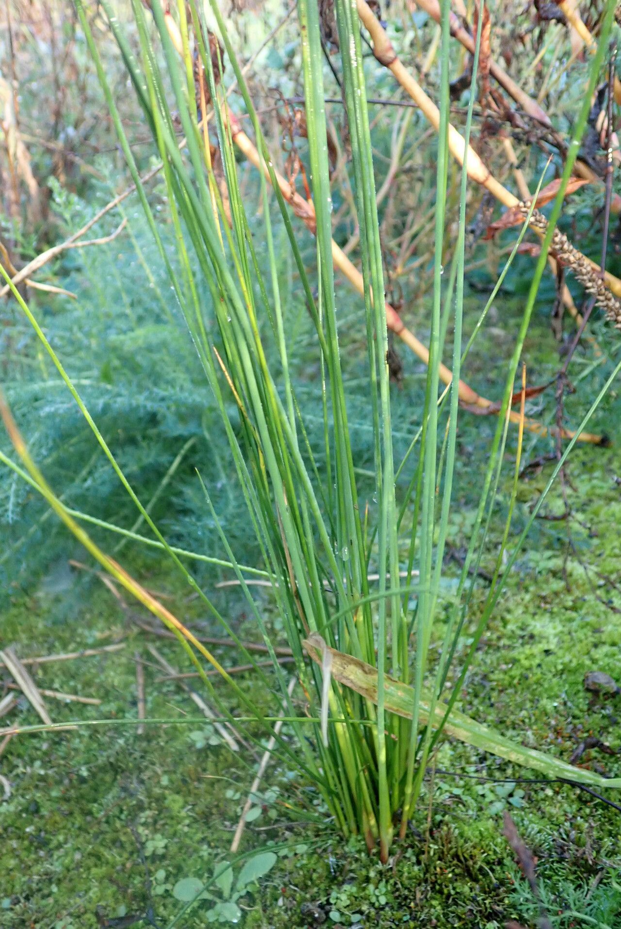 Juncus usitatus — search result for 'Juncus'