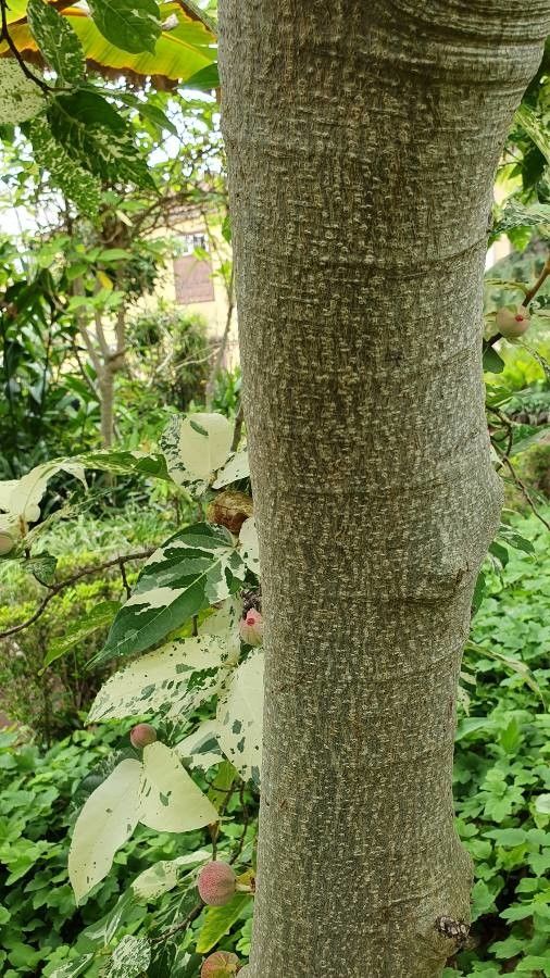 Ficus aspera bark