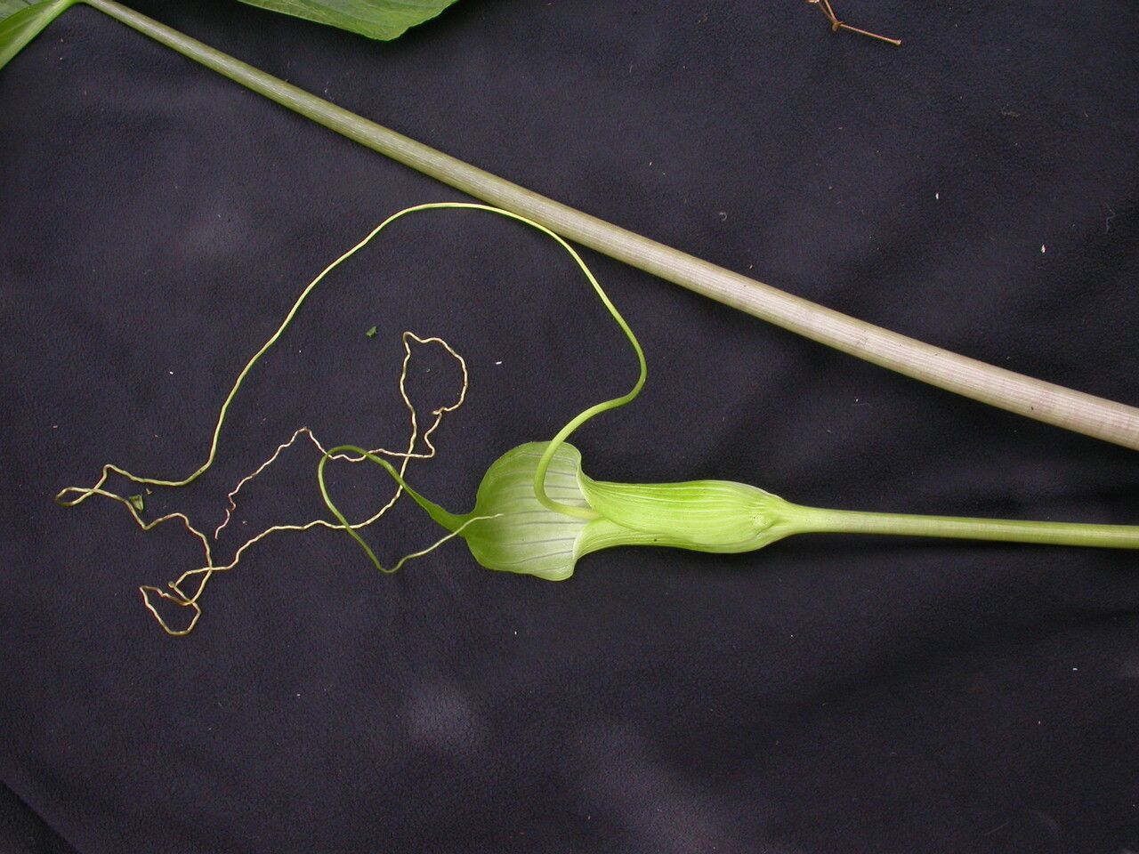 Arisaema intermedium habit