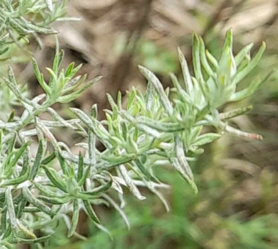 Baccharis artemisioides leaf
