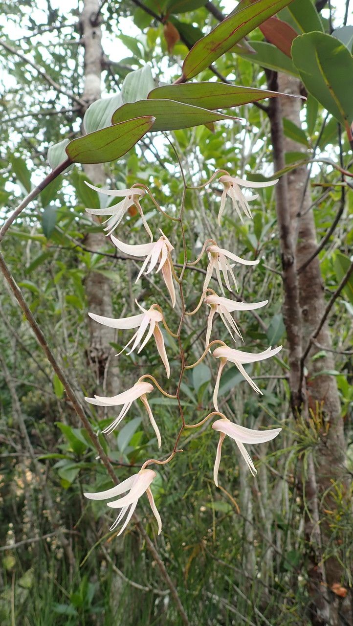 Dendrobium fractiflexum flower